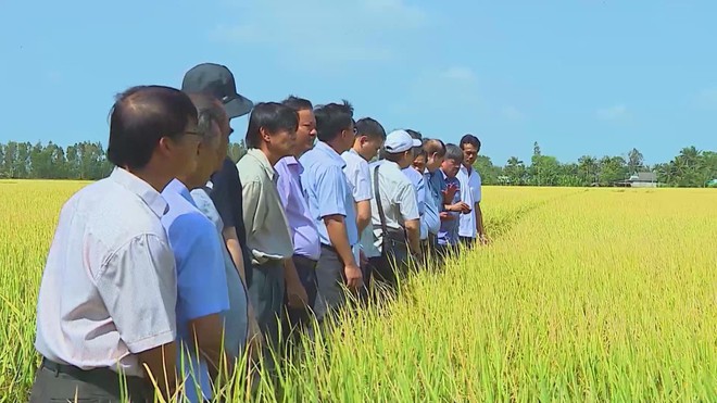 Thủ tướng Chính phủ yêu cầu bảo đảm tiêu thụ lúa hàng hóa cho nông dân - Ảnh 6.