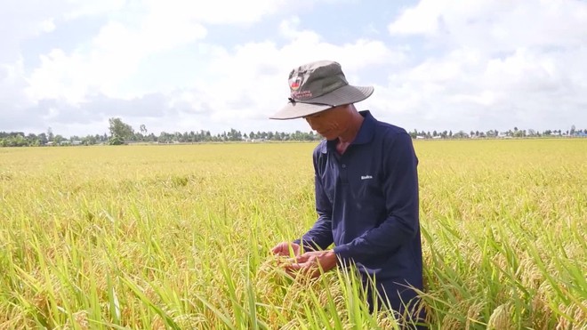 Thủ tướng Chính phủ yêu cầu bảo đảm tiêu thụ lúa hàng hóa cho nông dân - Ảnh 7.