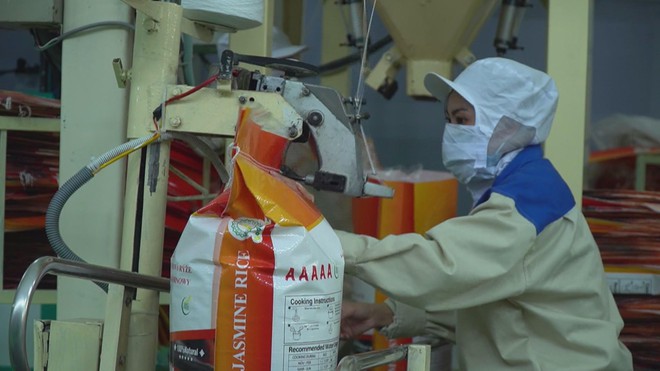 Thủ tướng Chính phủ yêu cầu bảo đảm tiêu thụ lúa hàng hóa cho nông dân - Ảnh 8.