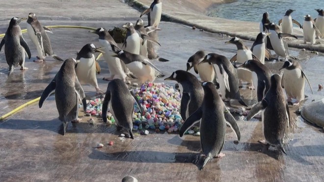 Chim cánh cụt lựa sỏi xây tổ chuẩn bị cho mùa sinh sản - Ảnh 1.