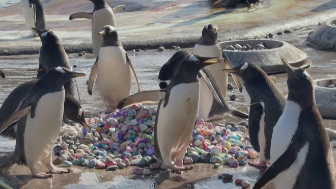 Chim cánh cụt lựa sỏi xây tổ chuẩn bị cho mùa sinh sản - Ảnh 2.