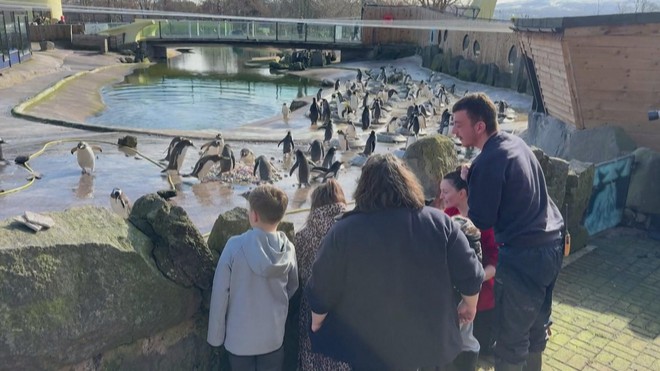 Chim cánh cụt lựa sỏi xây tổ chuẩn bị cho mùa sinh sản - Ảnh 3.