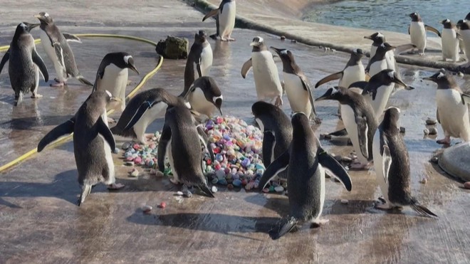 Chim cánh cụt lựa sỏi xây tổ chuẩn bị cho mùa sinh sản - Ảnh 4.