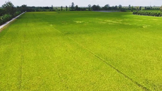 Thời sự Trưa HTV ngày 16/3/2026 | Thủ tướng Chính phủ yêu cầu bảo đảm tiêu thụ lúa hàng hóa cho nông dân - Ảnh 2.