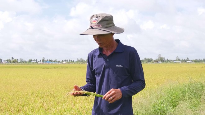 Thời sự Trưa HTV ngày 16/3/2026 | Thủ tướng Chính phủ yêu cầu bảo đảm tiêu thụ lúa hàng hóa cho nông dân - Ảnh 1.