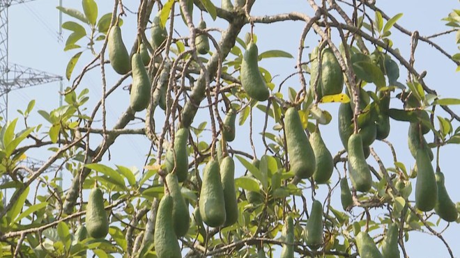 OCOP - Bước đi của nông nghiệp bền vững - Ảnh 5.