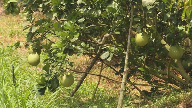 OCOP - Bước đi của nông nghiệp bền vững - Ảnh 6.