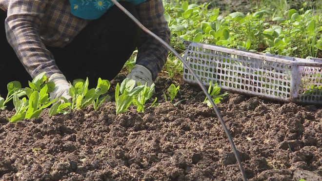 OCOP - Bước đi của nông nghiệp bền vững - Ảnh 7.