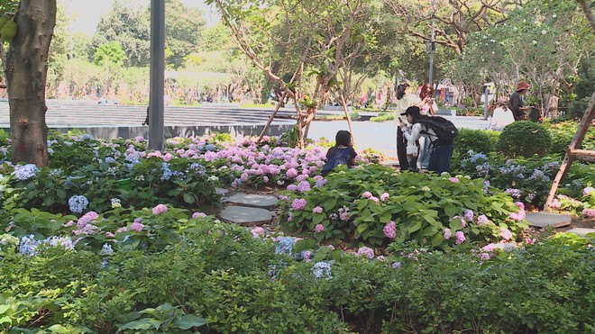 Vườn hoa cẩm tú cầu giữa lòng TP. Hồ Chí Minh - Ảnh 1.
