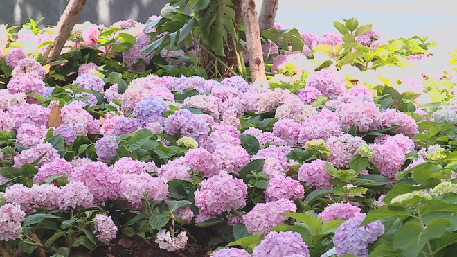 Vườn hoa cẩm tú cầu giữa lòng TP. Hồ Chí Minh - Ảnh 2.