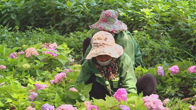 Vườn hoa cẩm tú cầu giữa lòng TP. Hồ Chí Minh - Ảnh 3.