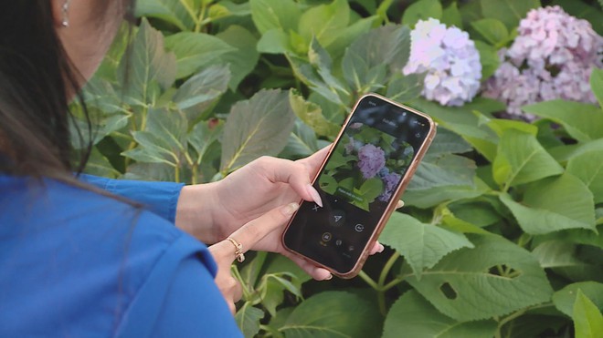 Vườn hoa cẩm tú cầu giữa lòng TP. Hồ Chí Minh - Ảnh 5.