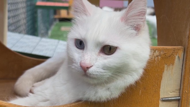 Thổ Nhĩ Kỳ nỗ lực bảo tồn giống mèo Van đặc hữu - Ảnh 2.