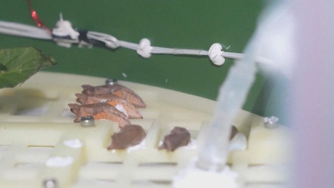 ''Bướm vũ trụ” lột kén thành công ngoài không gian - Ảnh 1.