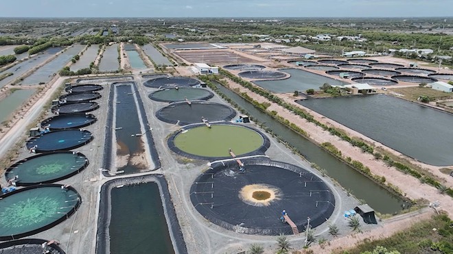 Đa dạng hóa thị trường thủy sản nhằm giảm rủi ro - Ảnh 10.