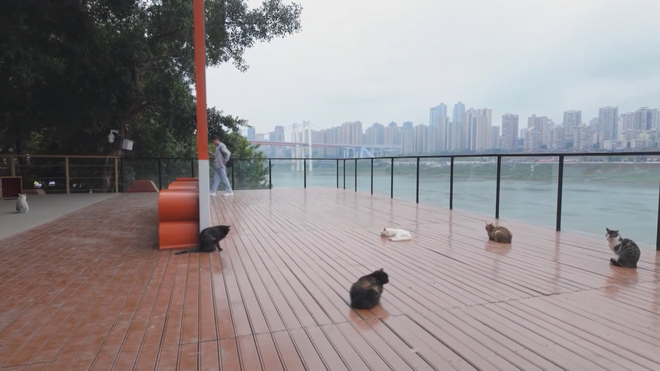 Công viên dành riêng cho mèo ở Trùng Khánh, Trung Quốc - Ảnh 1.