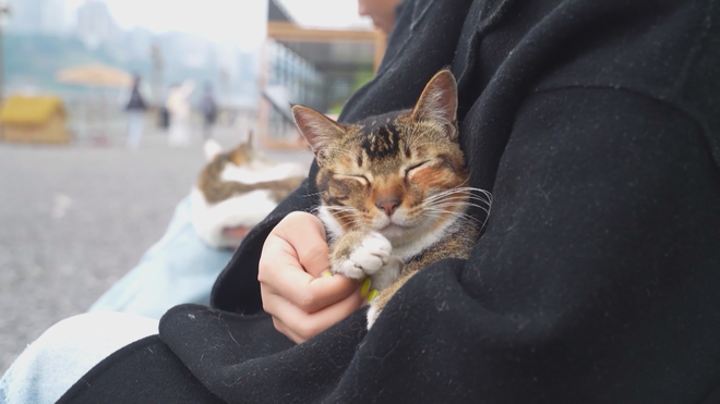 Công viên dành riêng cho mèo ở Trùng Khánh, Trung Quốc - Ảnh 7.