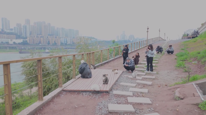 Công viên dành riêng cho mèo ở Trùng Khánh, Trung Quốc - Ảnh 2.