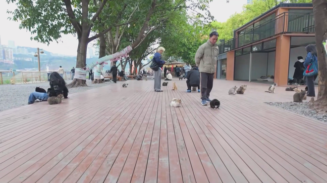 Công viên dành riêng cho mèo ở Trùng Khánh, Trung Quốc - Ảnh 3.