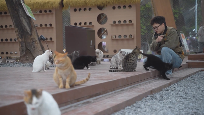 Công viên dành riêng cho mèo ở Trùng Khánh, Trung Quốc - Ảnh 4.