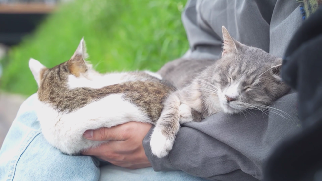 Công viên dành riêng cho mèo ở Trùng Khánh, Trung Quốc - Ảnh 6.