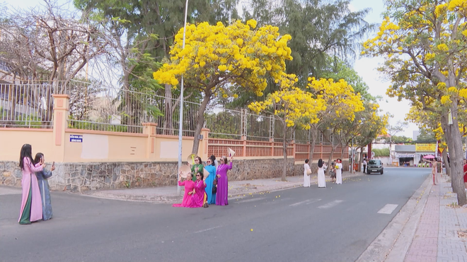Check-in ngay cung đường hoa phong linh rực sắc vàng tại Vũng Tàu - Ảnh 1.