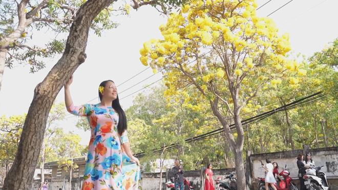 Check-in ngay cung đường hoa phong linh rực sắc vàng tại Vũng Tàu - Ảnh 3.