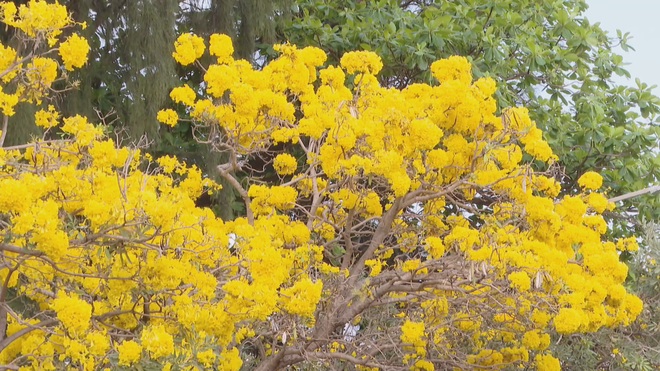 Check-in ngay cung đường hoa phong linh rực sắc vàng tại Vũng Tàu - Ảnh 2.