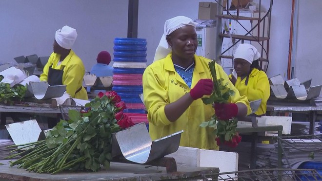 Kenya: Ngành trồng hoa thiệt hại vì xung đột Trung Đông - Ảnh 2.