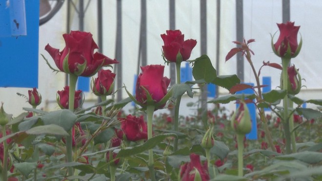 Kenya: Ngành trồng hoa thiệt hại vì xung đột Trung Đông - Ảnh 4.