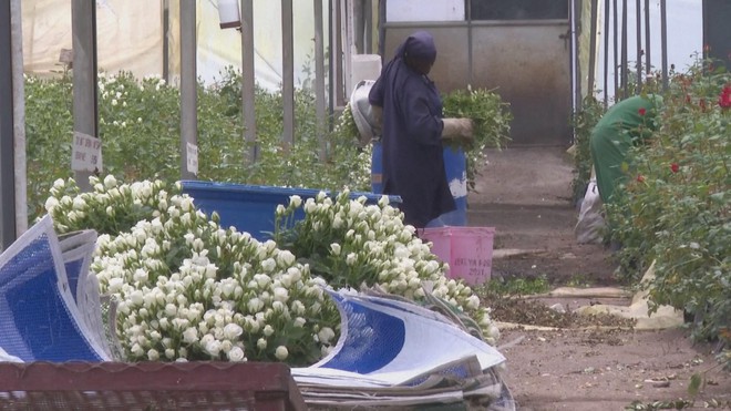 Kenya: Ngành trồng hoa thiệt hại vì xung đột Trung Đông - Ảnh 5.