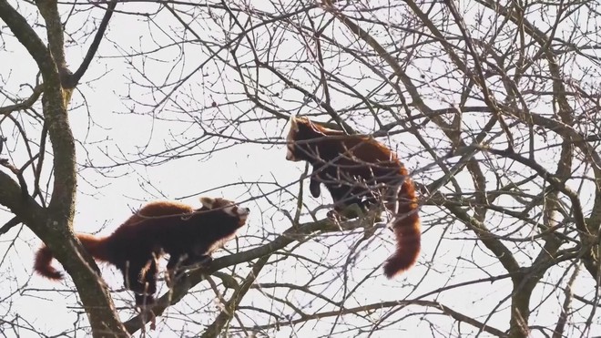 Sở thú ở Anh "làm mai mối" cho gấu trúc đỏ, nỗ lực bảo tồn loài này - Ảnh 2.
