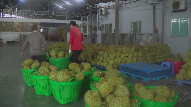 Giá cước vận tải tăng gấp 5 lần: Bài toán khó của các doanh nghiệp xuất khẩu Việt - Ảnh 3.