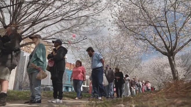 Lễ hội hoa anh đào lớn nhất nước Mỹ ở bang Georgia - Ảnh 1.