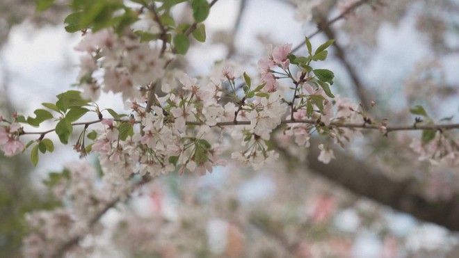 Lễ hội hoa anh đào lớn nhất nước Mỹ ở bang Georgia - Ảnh 5.