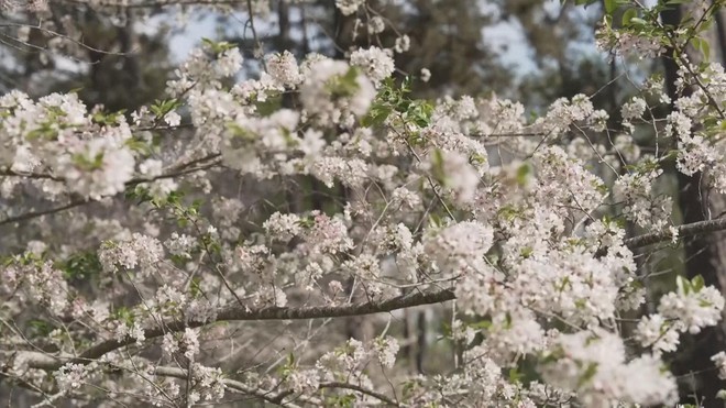 Lễ hội hoa anh đào lớn nhất nước Mỹ ở bang Georgia - Ảnh 3.