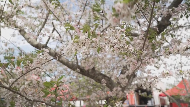 Lễ hội hoa anh đào lớn nhất nước Mỹ ở bang Georgia - Ảnh 4.