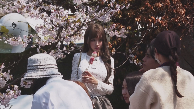 Hoa anh đào nở sớm tại Nhật Bản - Ảnh 4.