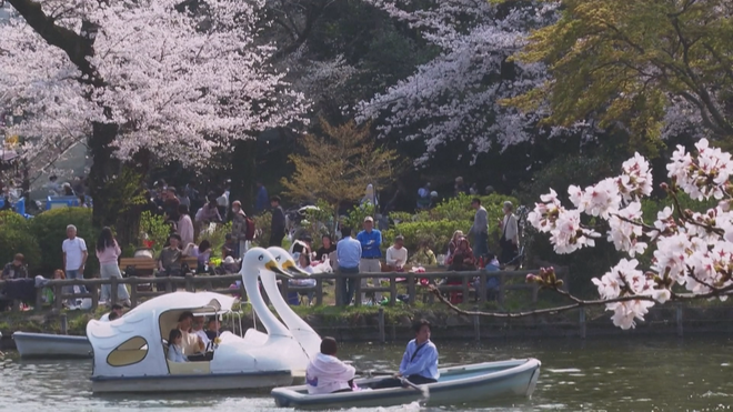 Hoa anh đào nở sớm tại Nhật Bản - Ảnh 5.