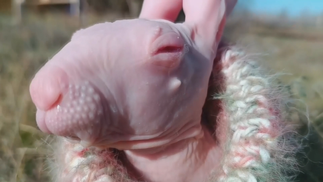 Dobby - Con thỏ không lông duy nhất trên thế giới - Ảnh 1.