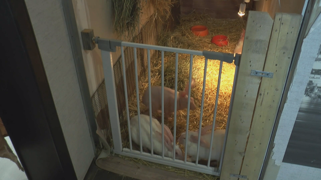 Dobby - Con thỏ không lông duy nhất trên thế giới - Ảnh 4.