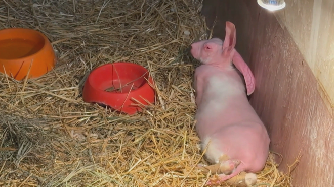 Dobby - Con thỏ không lông duy nhất trên thế giới - Ảnh 5.