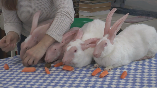 Dobby - Con thỏ không lông duy nhất trên thế giới - Ảnh 7.