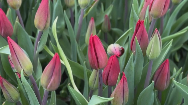 Nga: Triệu đóa tulip mừng Ngày Quốc tế Phụ nữ 8/3 - Ảnh 3.