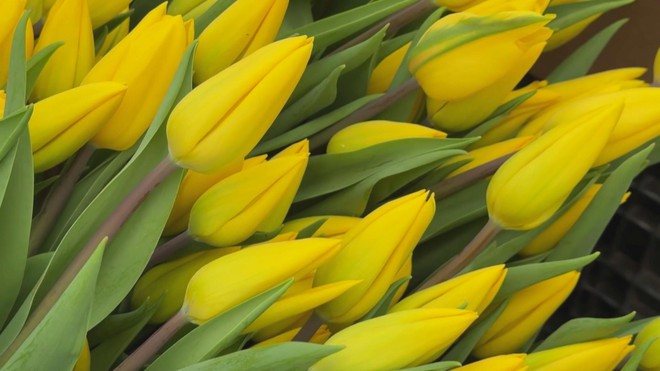 Nga: Triệu đóa tulip mừng Ngày Quốc tế Phụ nữ 8/3 - Ảnh 2.