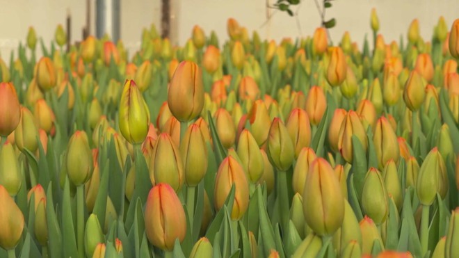 Nga: Triệu đóa tulip mừng Ngày Quốc tế Phụ nữ 8/3 - Ảnh 4.