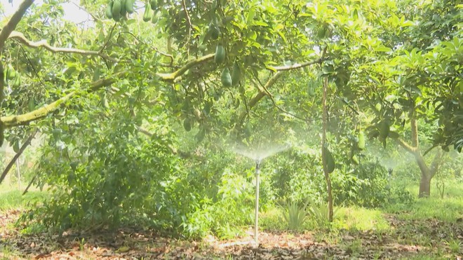 Vươn khơi - Ngày 6/3/2026 | Hiệu quả ứng dụng hệ thống tưới nước tiết kiệm trên cây trồng - Ảnh 8.