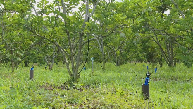 Vươn khơi - Ngày 6/3/2026 | Hiệu quả ứng dụng hệ thống tưới nước tiết kiệm trên cây trồng - Ảnh 9.