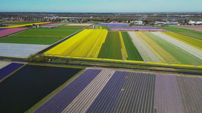Hoa tulip và thủy tiên nở rộ trên khắp Hà Lan- Ảnh 1.