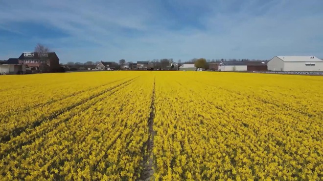 Hoa tulip và thủy tiên nở rộ trên khắp Hà Lan- Ảnh 3.